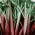 Rhubarb