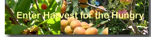 harvest for the hungry bannerimage