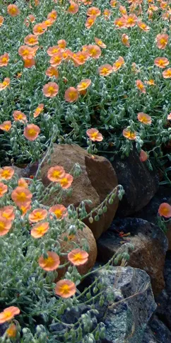 Helianthemum-DSCF3157-cr