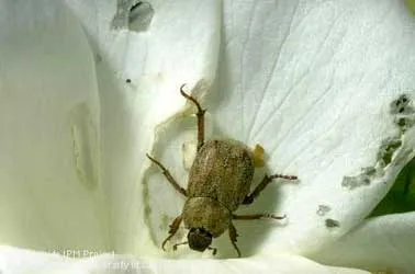 Hoplia beetle