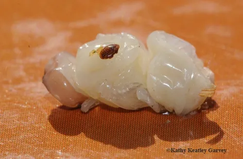 VARROA MITE (Varroa jacobsoni) on a drone pupae. (Photo by Kathy Keatley Garvey
