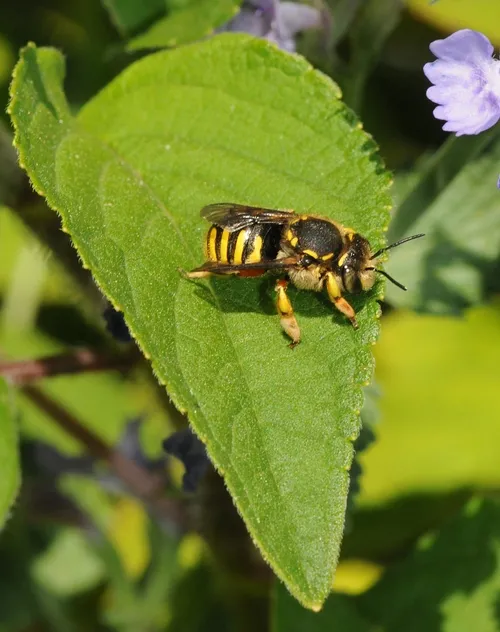 THE LEAF of a catmint (see upper right hand corner) shows evidence of carding. Carder bees remove the fuzz or down to build their nests. (Photo by Kathy Keatley Garvey)
