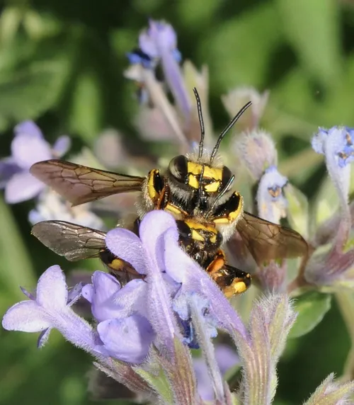 MATING--A male carder bee (top) finally catches up to a female. (Photo by Kathy Keatley Garvey)
