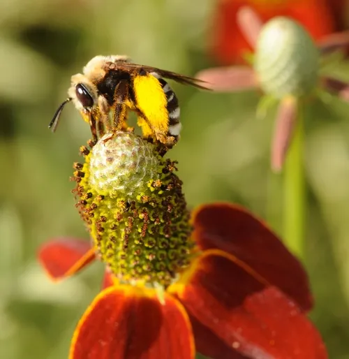 NATIVE BEE, a Svastra obliqua expurgata, forages on top of a Mexican hat flower at the Häagen-Dazs Honey Bee Haven at UC Davis. The bee is commonly known as "the sunflower bee." The flower is sometimes called a "prairie coneflower." (Photo by Kathy Keatley Garvey)