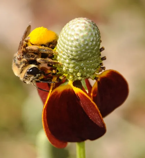 PETAL PUSHER: A sunflower bee, Svastra obliqua expurgata, heads downward toward the petals of a Mexican hat flower. (Photo by Kathy Keatley Garvey)