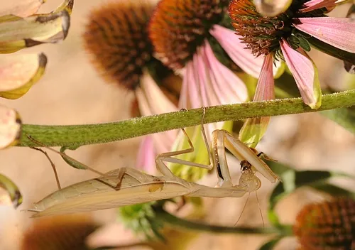 UNSUSPECTING HONEY BEE is nailed by the praying mantis at the Häagen-Dazs Honey Bee Haven at the Harry H. Laidlaw Jr. Honey Bee Research Facility, UC Davis. (Photo by Kathy Keatley Garvey)