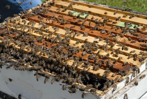 THESE BEES at the Harry H. Laidlaw Jr. Honey Bee Research Facility, UC Davis, are ready to swarm. A few minutes later, they took off. (Photo by Kathy Keatley Garvey)