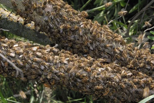 BEE SWARM covers limbs at the Harry H. Laidlaw Jr. Honey Bee Research Facility at UC Davis. (Photo by Kathy Keatley Garvey)