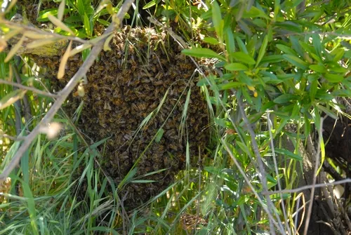 THE TRUNK of a tree is covered with bees that have just swarmed. (Photo by Kathy Keatley Garvey)