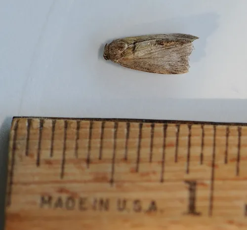 A DEAD MOTH, a Greater Wax Moth, collected outside a bee hive. (Photo by Kathy Keatley Garvey)