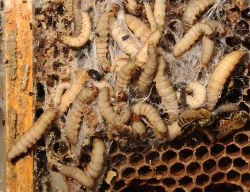 THIS FROZEN FRAME from a hive near Winters, Calif., shows wax moth larvae and a small hive beetle (black insect on the top left). (Photo by Kathy Keatley Garvey)