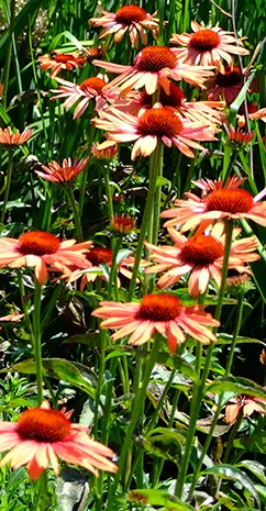 Echinacea-DSCF6687-cr