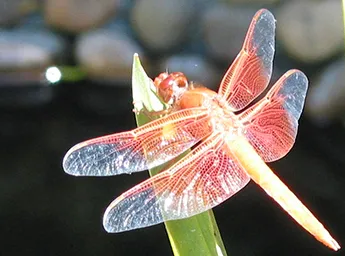 Dragonfly-IMG_3955-cr