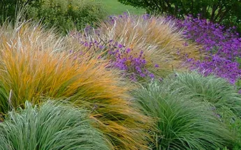 Grassy Landscape-DSCF1810-cr