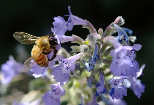 HONEY BEE sips nectar from catmint. (Photo by Kathy Keatley Garvey)