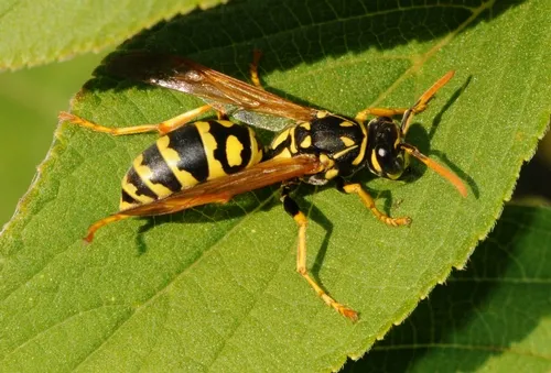 EUROPEAN PAPER WASP rests on a leaf. (Photo by Kathy Keatley Garvey)