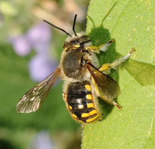 CARDER BEE rests on a leaf. It sports black and yellow colors similar to wasps and yellowjackets. (Photo by Kathy Keatley Garvey)