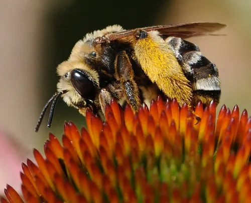 THIS BEE, a Svastra obliqua expurgata, forages on a purple coneflower in the Häagen-Dazs Honey Bee Haven. Native pollinator specialist Robbin Thorp, emeritus professor of entomology, is monitoring the many species of bees in the garden. To date: more than 50 over the last two years. (Photo by Kathy Keatley Garvey)