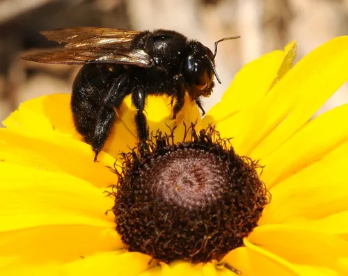 CARPENTER BEE, a female Xylocopa varipuncta, on a black-eyed Susan planted in the Haagen-Dazs Honey Bee Haven. (Photo by Kathy Keatley Garvey)