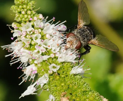 TACHINID FLY at work in the Haagen-Dazs Honey Bee Haven. Tachinids parasitize other insects, especially caterpillars, beetle grubs and others, notes UC Davis native pollinator specialist Robbin Thorp, emeritus professor of entomology. (Photo by Kathy Keatley Garvey)