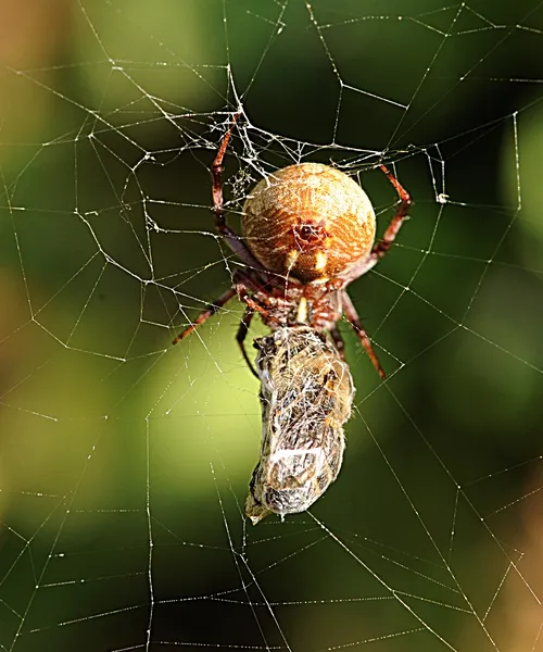 BEE GONE--A webweaving spider with "breakfast," a honey bee in the Haagen-Dazs Honey Bee Haven at the Harry H. Laidlaw Jr. Honey Bee Research Facility, UC Davis. (Photo by Kathy Keatley Garvey)