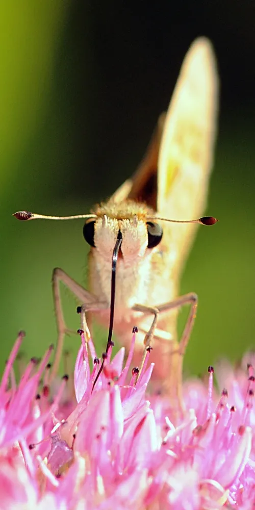 CLOSE-UP of a fiery skipper on sedum shows it sipping nectar. (Photo by Kathy Keatley Garvey)