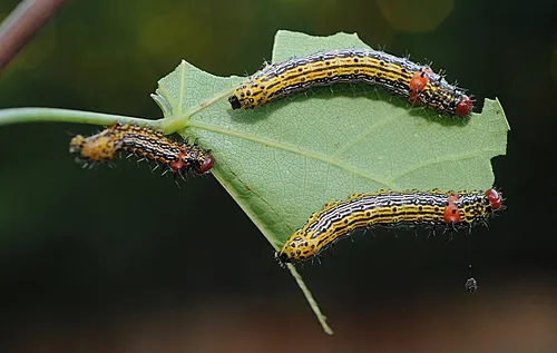 REDHUMPED CATERPILLARS dining on a leaf of a redbud tree. (Photo by Kathy Keatley Garvey)