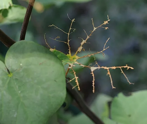SKELETONIZED LEAF of a redbud tree damaged by redhumped caterpillars. (Photo by Kathy Keatley Garvey)