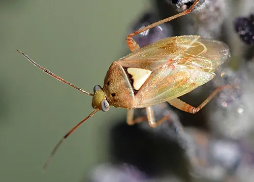 LYGUS BUG, a serious pest of such crops as cotton, alfalfa and strawberries, is also commonly found in the garden. This one is on lavender. (Photo by Kathy Keatley Garvey)