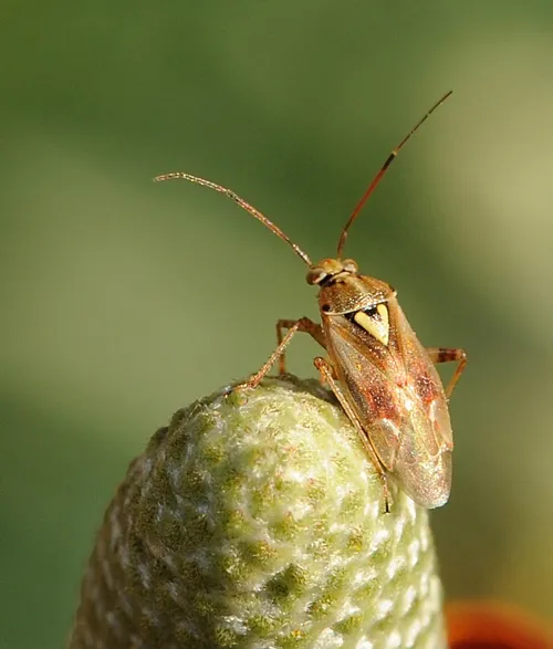 LYGUS BUG, shown here perched on a Mexican hat flower in the Haagen-Dazs Honey Bee Haven at the Harry H. Laidlaw Research Facility, UC Davis, is a serious pest of many crops. It pierces plant tissues, sucking the sap. (Photo by Kathy Keatley Garvey)
