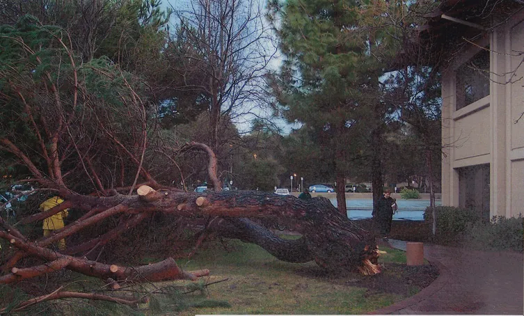 Italian stone pine trunk failure at ground level
