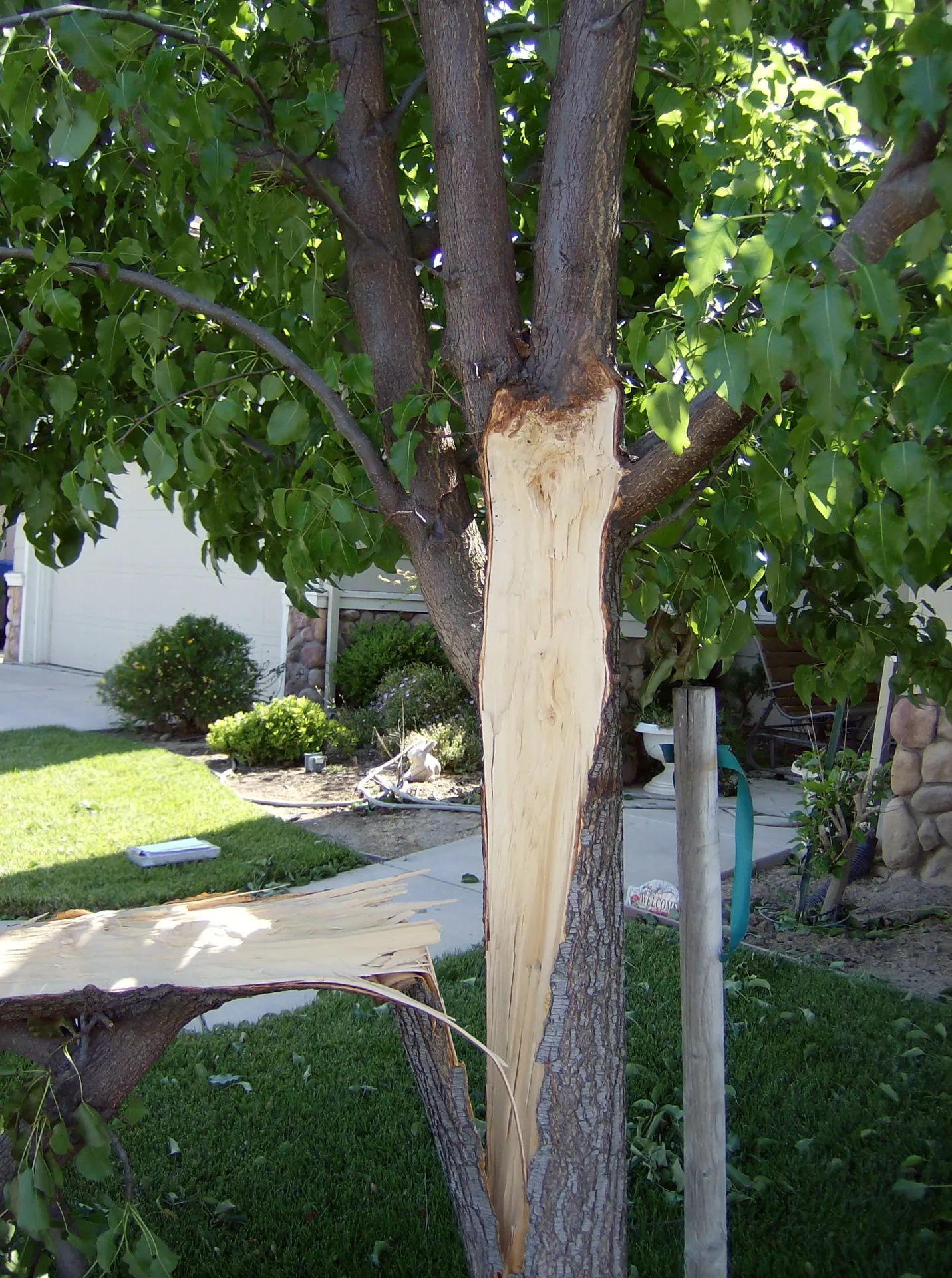 Callery pear branch failure