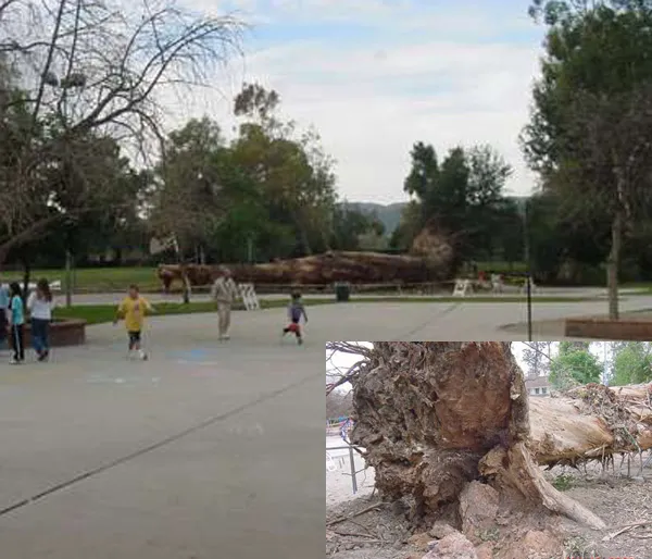 blue gum root failure