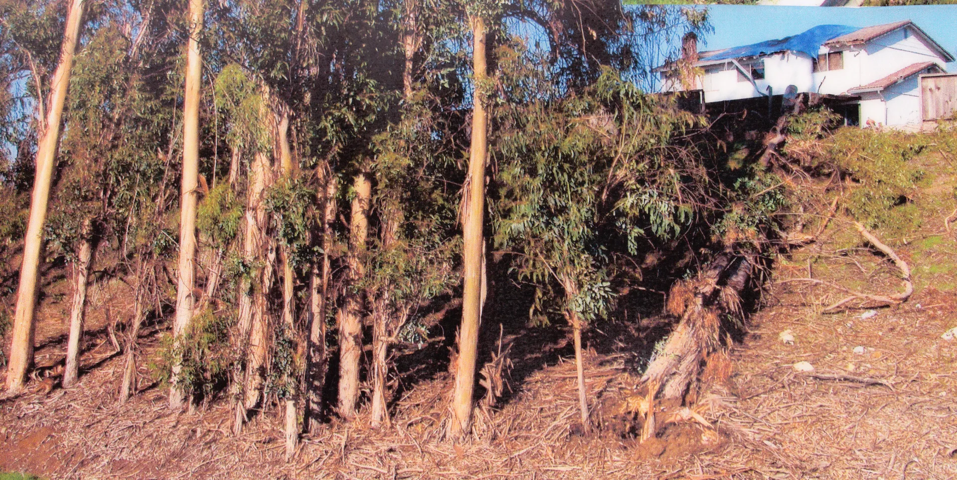 blue gum failure in altered stand