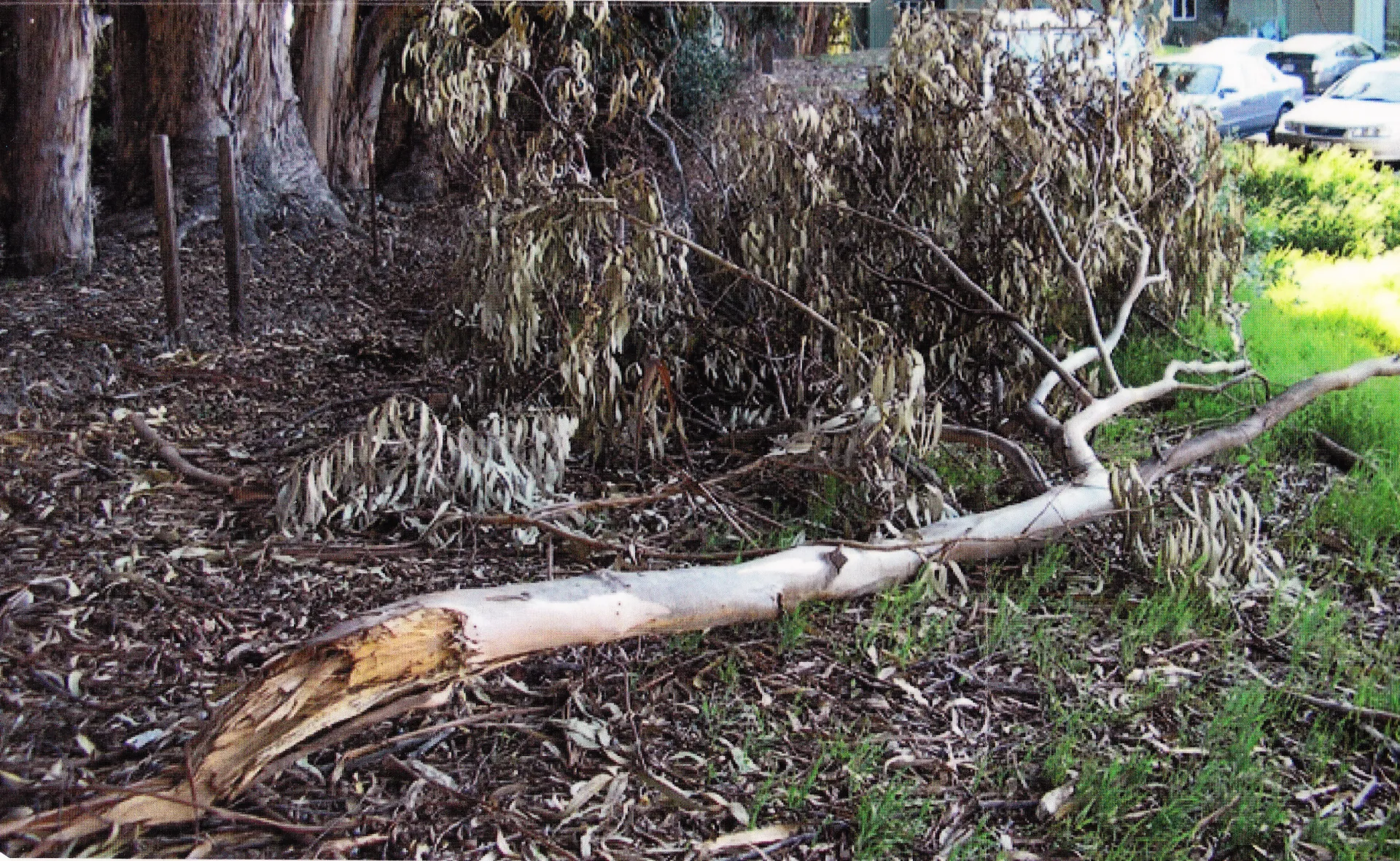 blue gum branch failure
