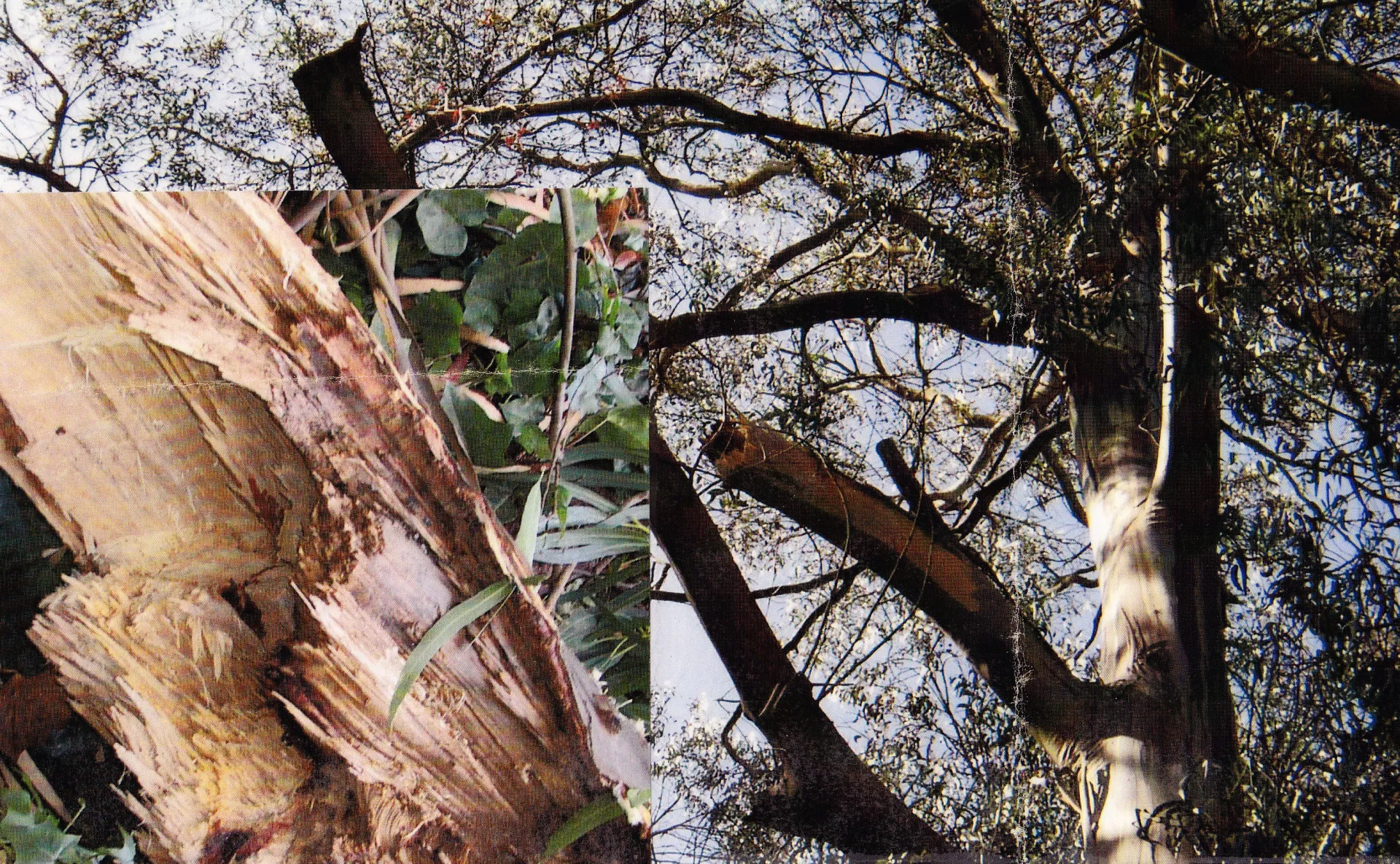 blue gum branch failure