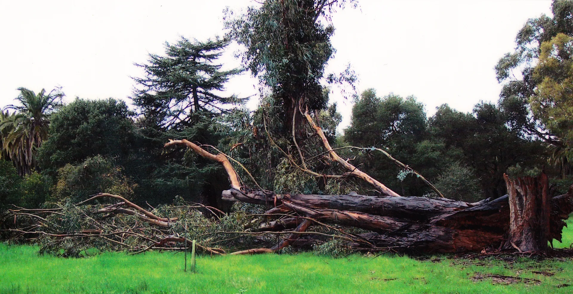blue gum trunk failure