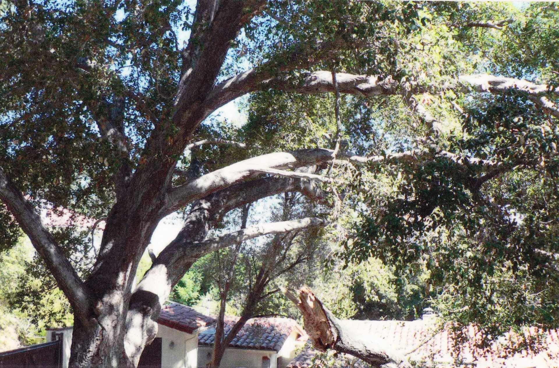 coast live oak branch failure