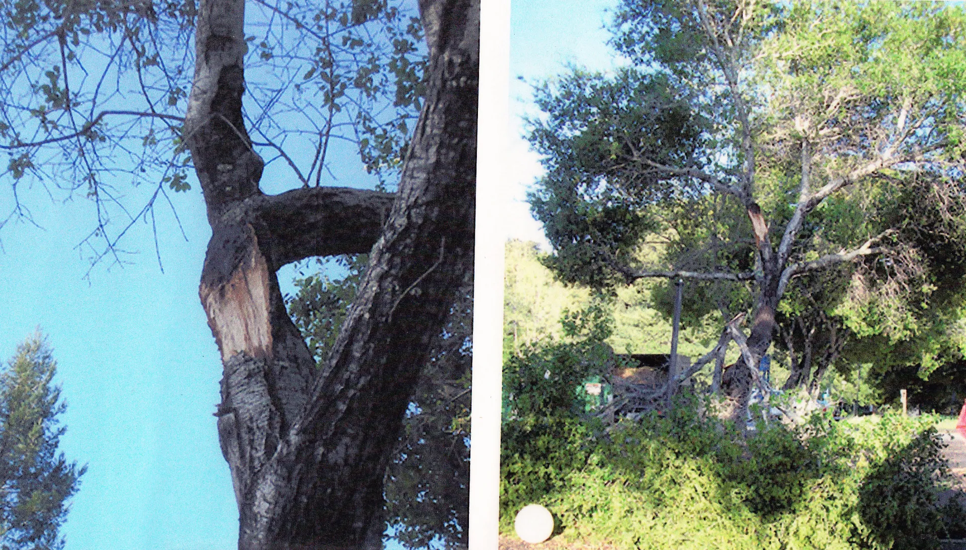 coast live oak branch failure