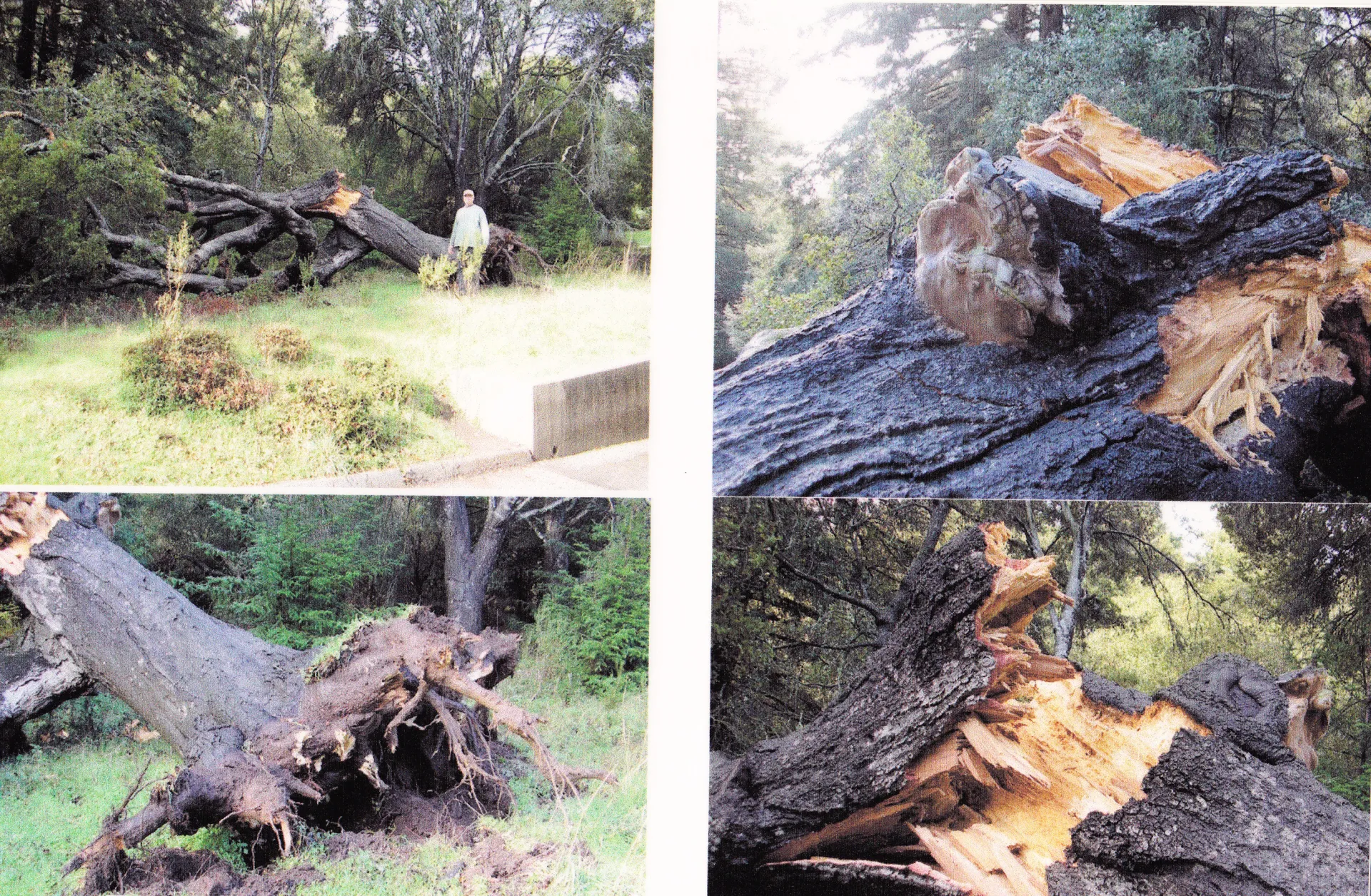 coast live oak root failure