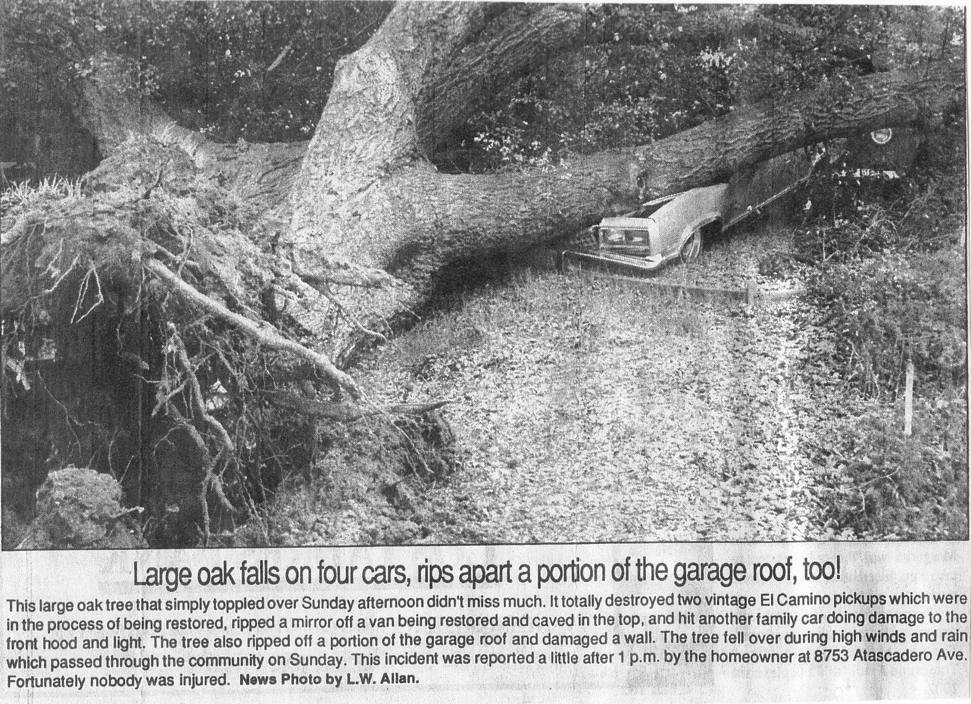 coast live oak root failure