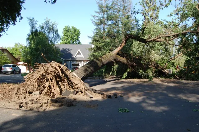 valley oak root failure