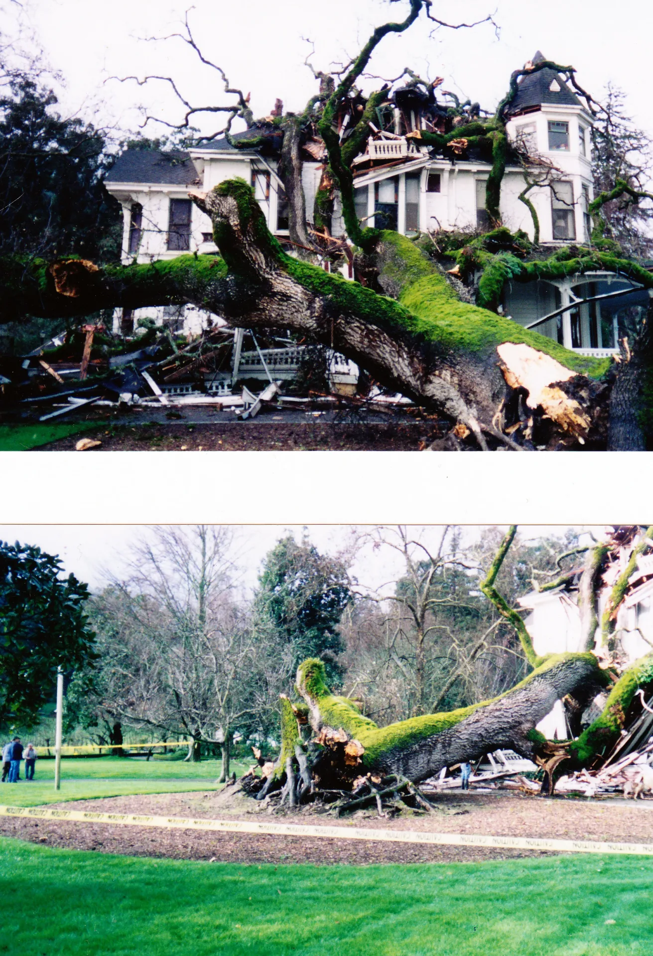 valley oak root failure