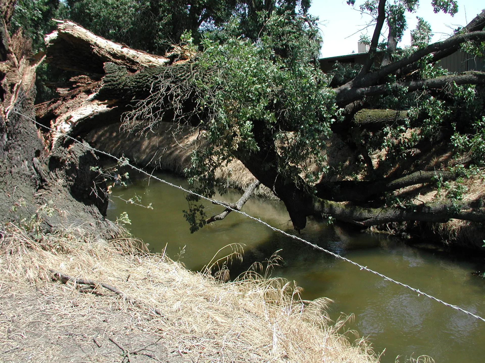 valley oak trunk failure