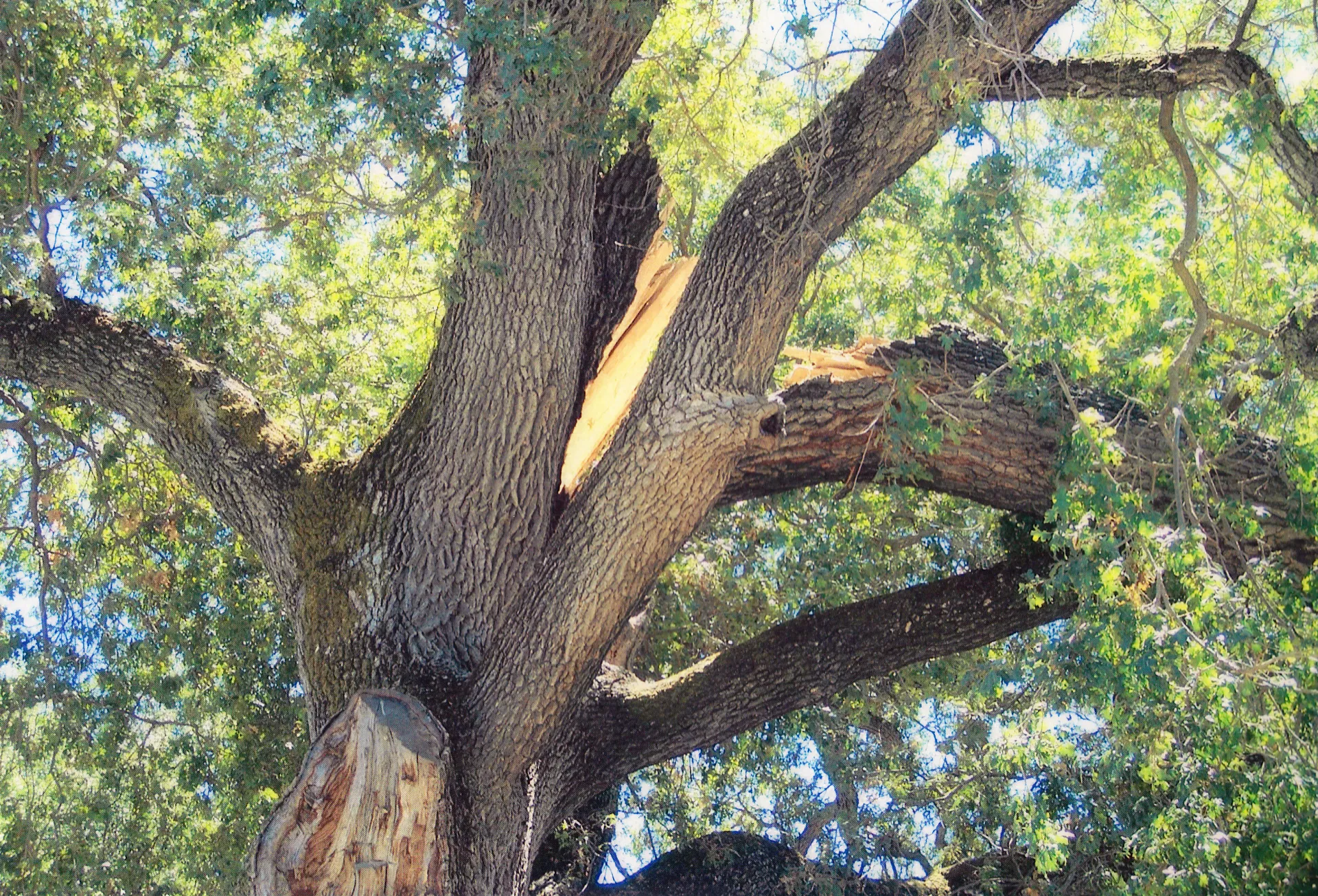 valley oak branch failure