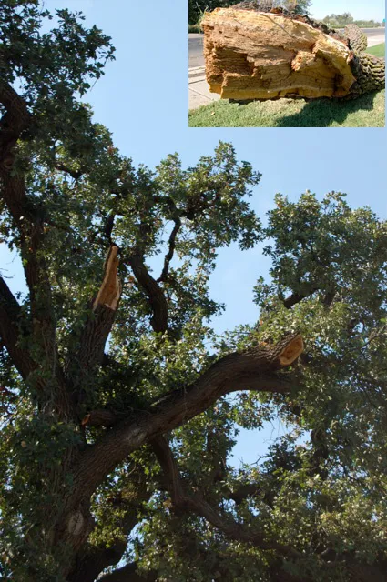 valley oak branch failure