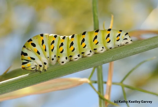 Anise swallowtail caterpillar on anise, also known as fennel.. (Photo by Kathy Keatley Garvey)