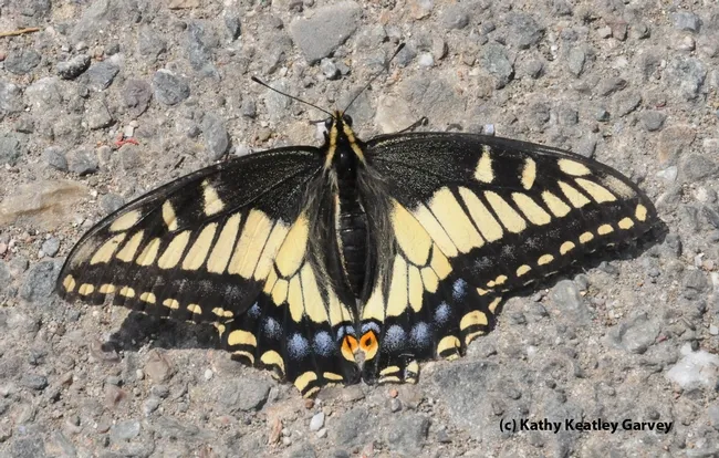 Adult stage: Anise Swallowtail (Papilio zelicaon). (Photo by Kathy Keatley Garvey)
