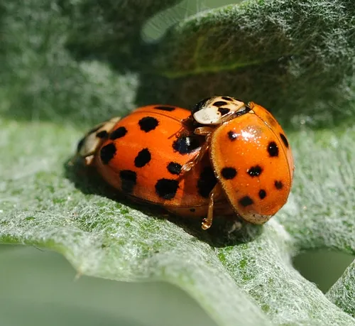 SAME LADYBUGS, same artichoke plant. (Photo by Kathy Keatley Garvey)