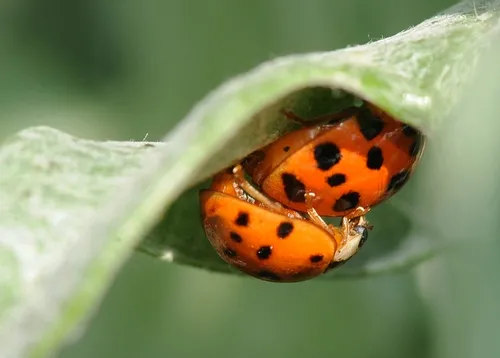 THE LADYBUGS crawled beneath an artichoke leaf. (Photo by Kathy Keatley Garvey)